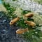 12 Packs: 4 ct. (48 total) Mini Fish by Make Market®